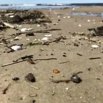 Przystanek Przegalina Lejlighed
