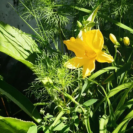 アパート Przystanek Przegalina *