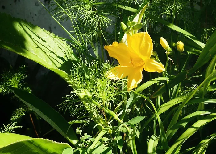 Appartement Przystanek Przegalina *